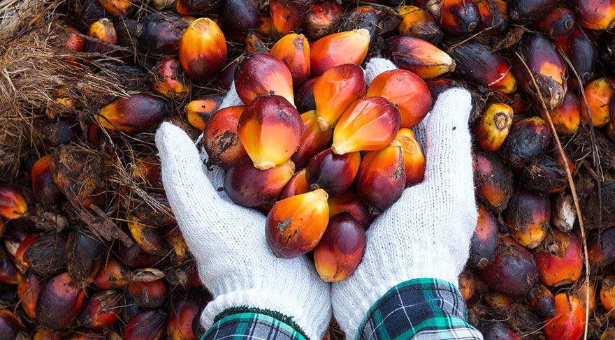 Hollanda’nın Palm Yağı İthalatında Artış