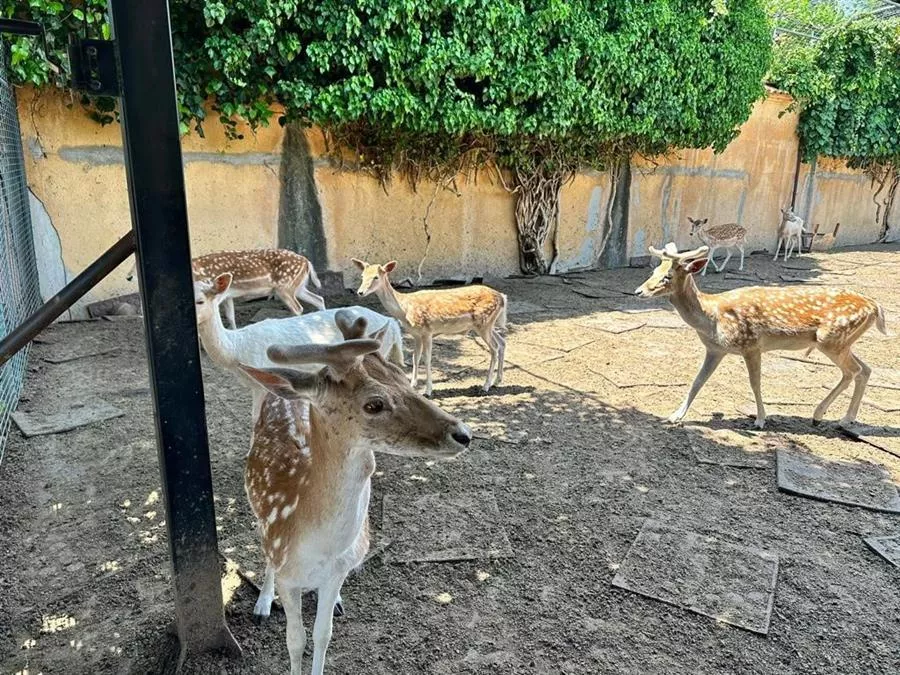 Evcil hayvan olarak geyik ve tavus kuşu besleyen adam tutuklandı