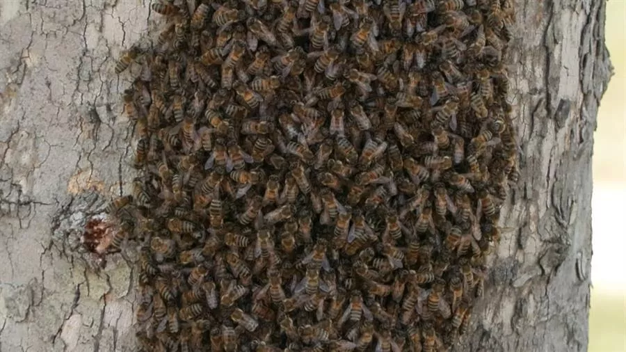 İstanbul’da arı istilası endişeye neden oldu