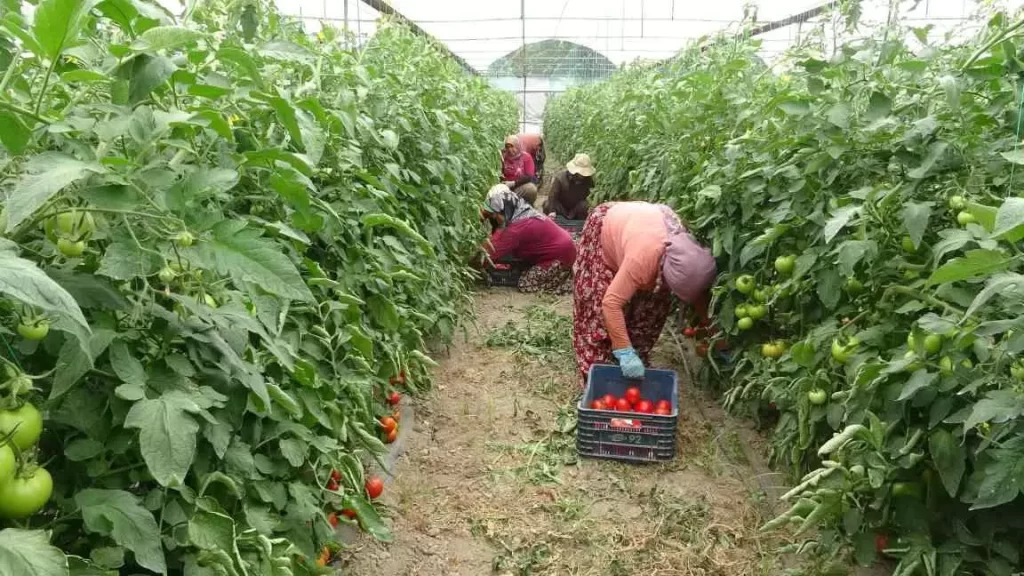 Bakanlık çiftçilere akıllı tarım eğitimi verecek