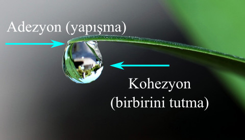 Adezyon ve Kohezyon Nedir