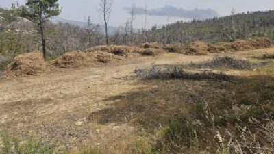 Son tarihten önce 700.000’den fazla arsa temizleme beyannamesi sunuldu