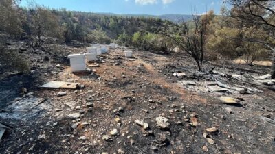 Atina’daki Ymittos Dağı yangınını soruşturan yetkililer, ateşleme noktasının arı kovanları olduğunu belirtti