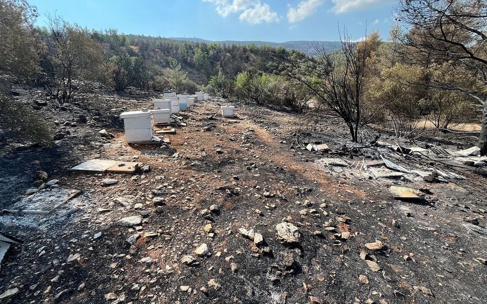Atina’daki Ymittos Dağı yangınını soruşturan yetkililer, ateşleme noktasının arı kovanları olduğunu belirtti