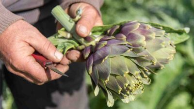 Fabianos Rouggeris, Tinos’un enginar adamı