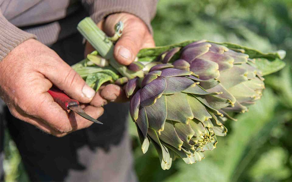 Fabianos Rouggeris, Tinos’un enginar adamı