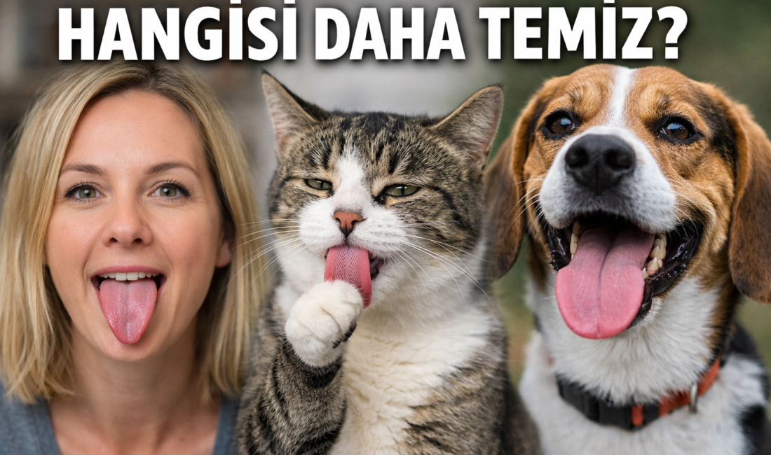 Kedi, köpek ve insan arasında “en temiz ağız” karşılaştırması