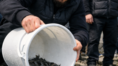 islam Makhachev Nesli Tehlike Altındaki Mersin Balıkları İçin Harekete Geçti