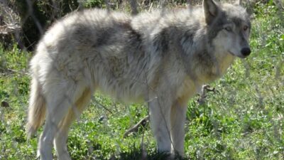 Yunanistan’da ilk kurt köpeği melezi doğrulandı