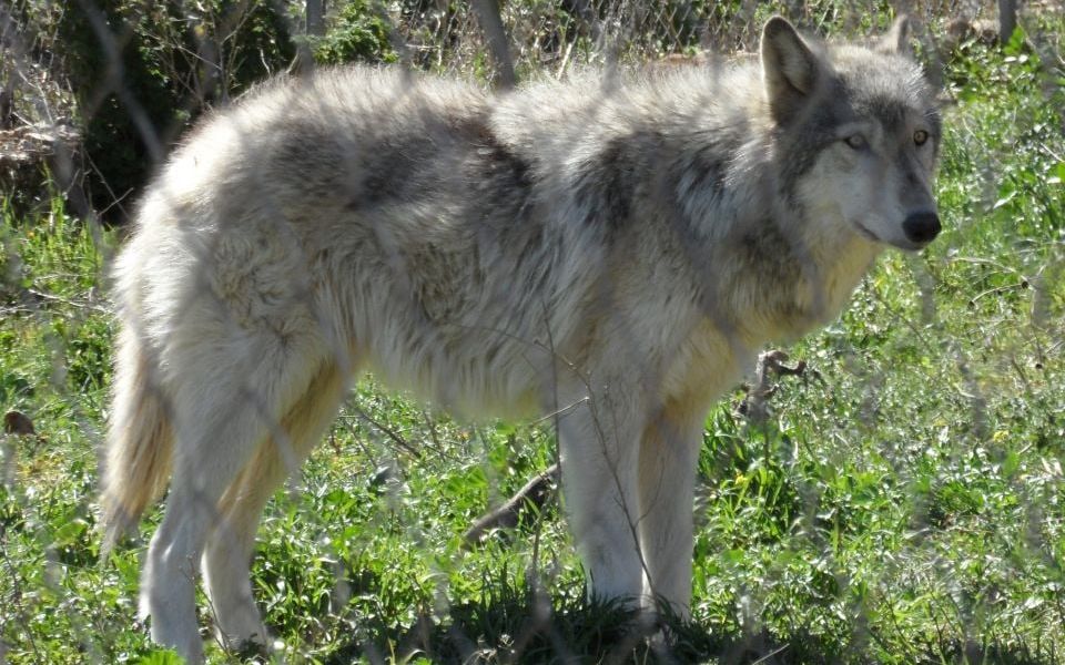 Yunanistan’da ilk kurt köpeği melezi doğrulandı